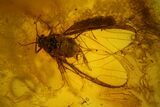 Detailed Fossil Winged Aphid (Hemiptera) In Baltic Amber #159781-1